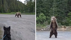 062626 bear standoff primary