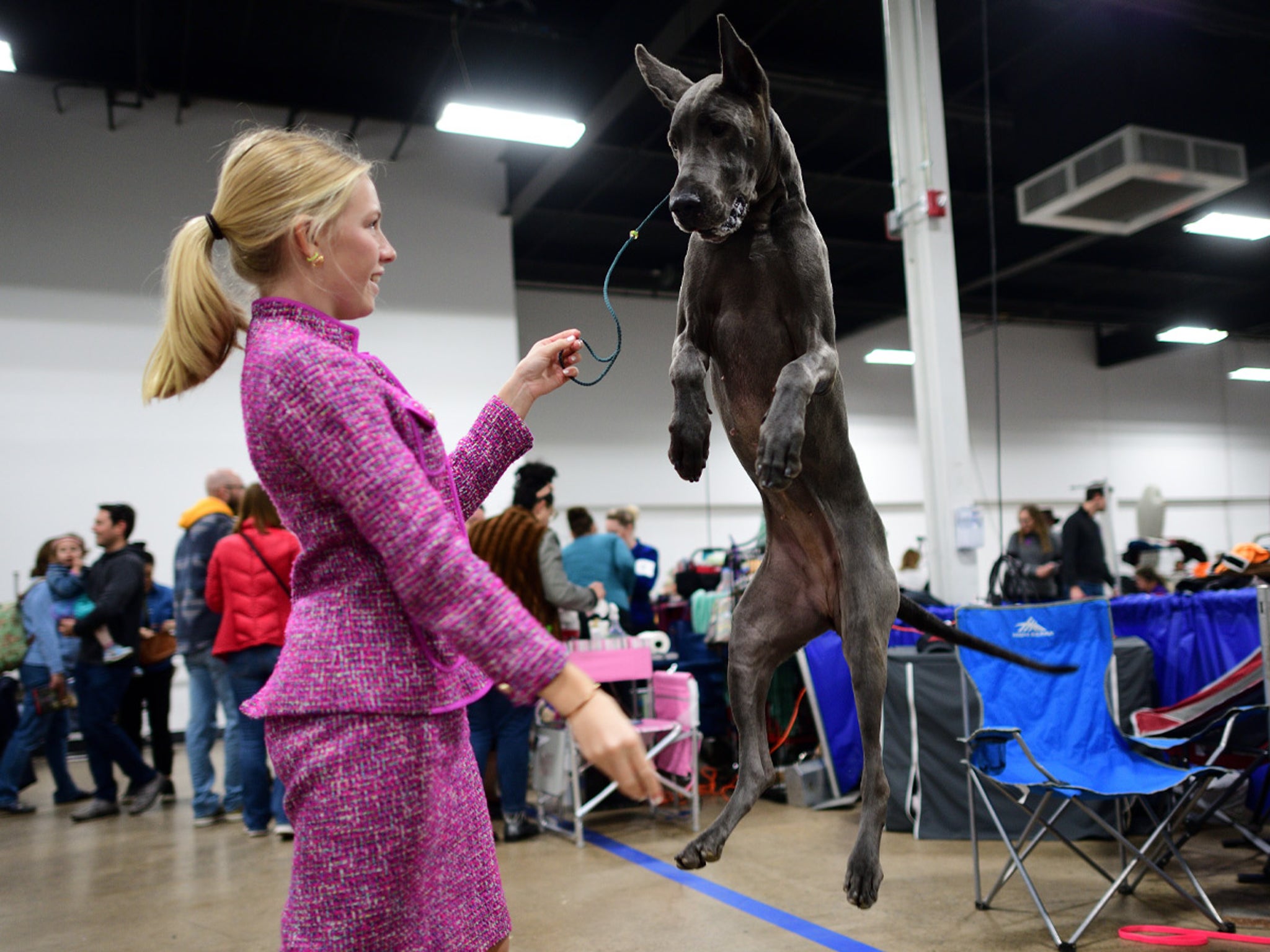 National Dog Show Presented By Purina, Behind The Scenes Photos - TMZ (Picture 1)