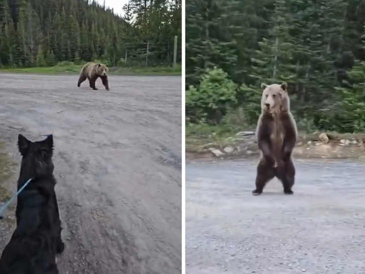 062626 bear standoff primary