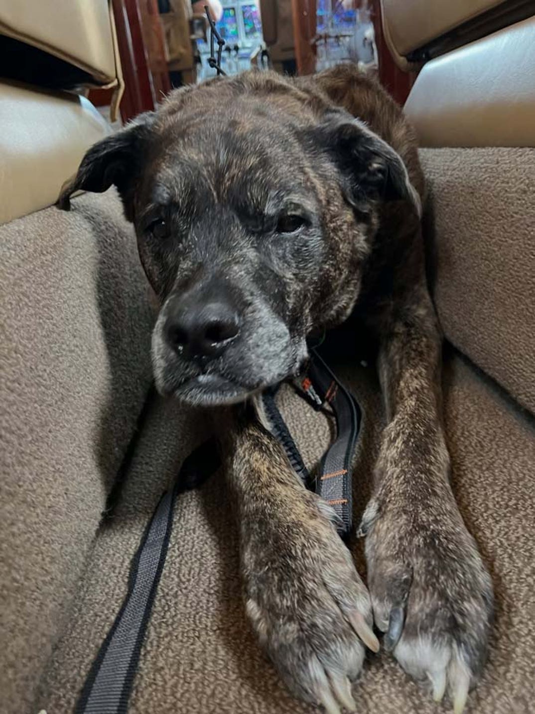Lindsey Vonn dog