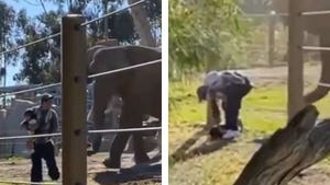 Video Shows Man Enter Elephant Cage with 2-Year-Old & Drops Her