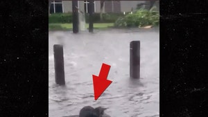 FL Weatherman Slammed for Posting Video of Cat Struggling in Hurricane Ian