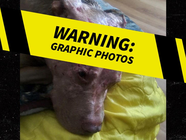 Man Tackles Bear To Save Dog, Pit Bull's Injuries Are Gruesome