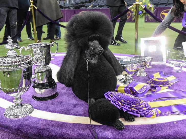 Westminster Dog Show Winners Through The Years