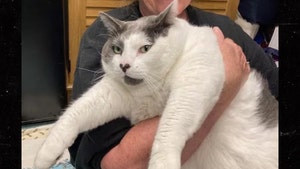 40-Pound Fat Cat Adopted in Virginia