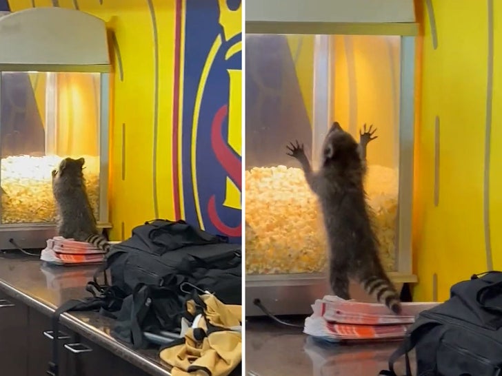 Raccoon Falls Through Press Box Ceiling At MLS Match