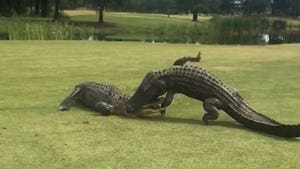 Alligators In Ferocious Fight on South Carolina Golf Course Caught on Video