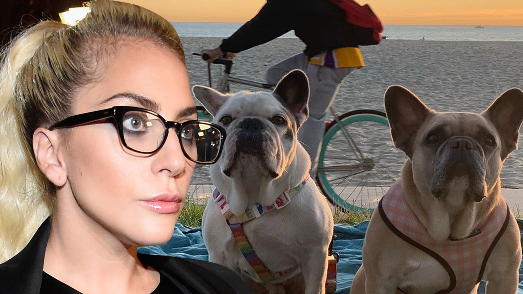 Lady Gaga Dognapping may have been the initiation of a gang, the reward has not yet been paid