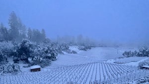Famous Napa Valley Wineries Blanketed In Snow By Unprecedented Winter Storm