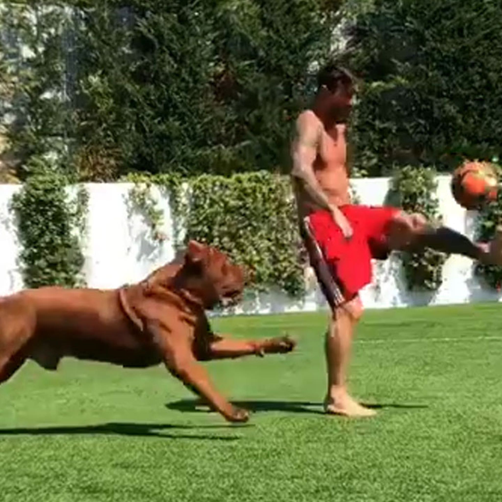 Lionel Messi Plays Soccer Keep Away With Dog Twice His Size