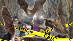 U.S. Bats Not the Enemy, Wildlife Experts Warn Humans Could Infect Them