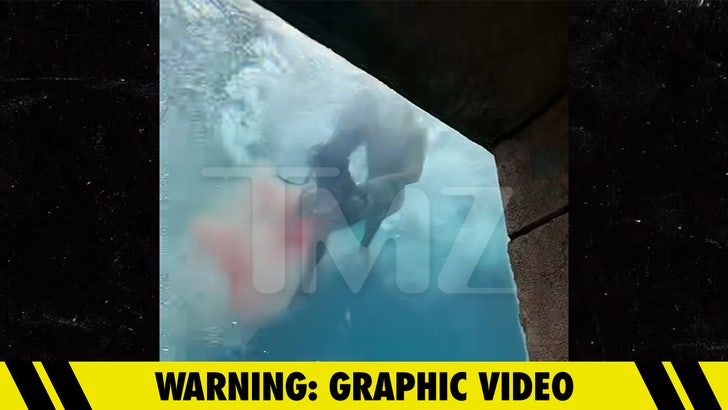 Bahamas Shark Attack Video Shows Child Victim Screaming