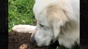 Lovefest Between Dog and Gopher in San Francisco