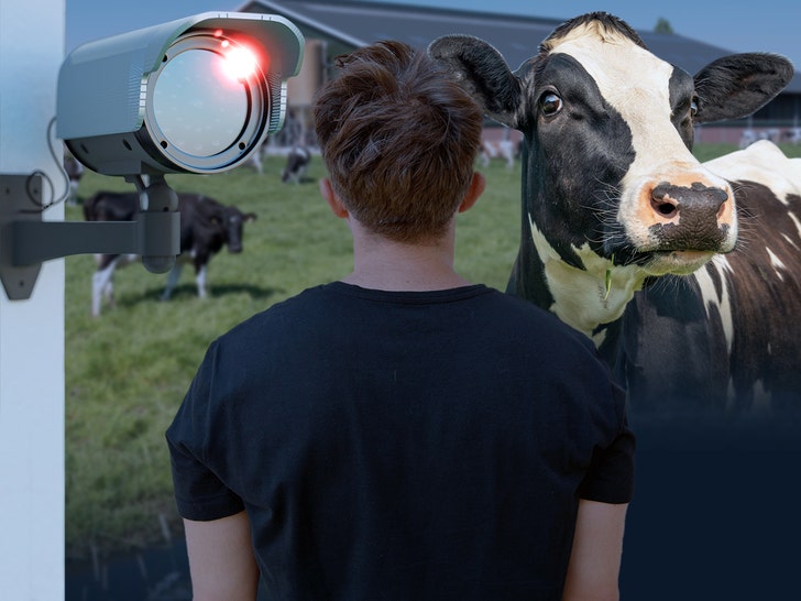 cow and man camera getty tmz 1