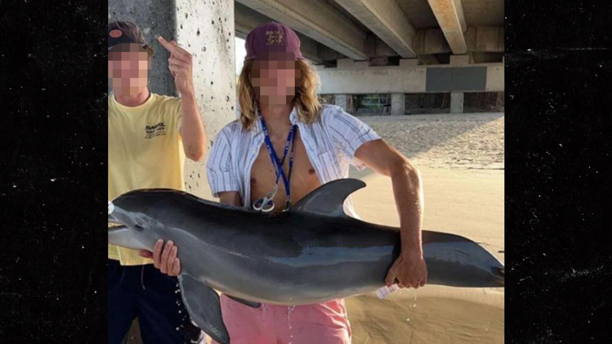 Photo of Baby Dolphin Found