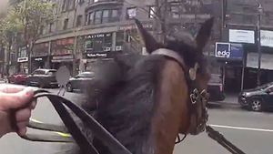 041626 police horse primary