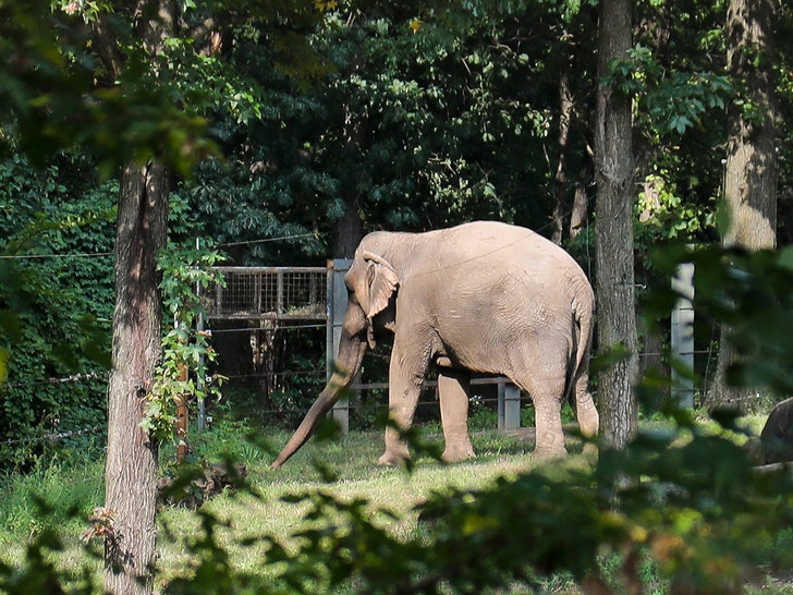 Bronx Zoo elephant