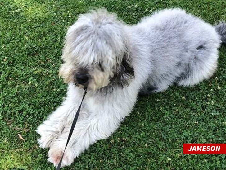 jAMESON the dog 2