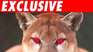 The Great Cougar Hunt Lawsuit -- MUST READ!!!!
