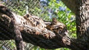 Dallas Zoo Shuts Down After Clouded Leopard Goes Missing