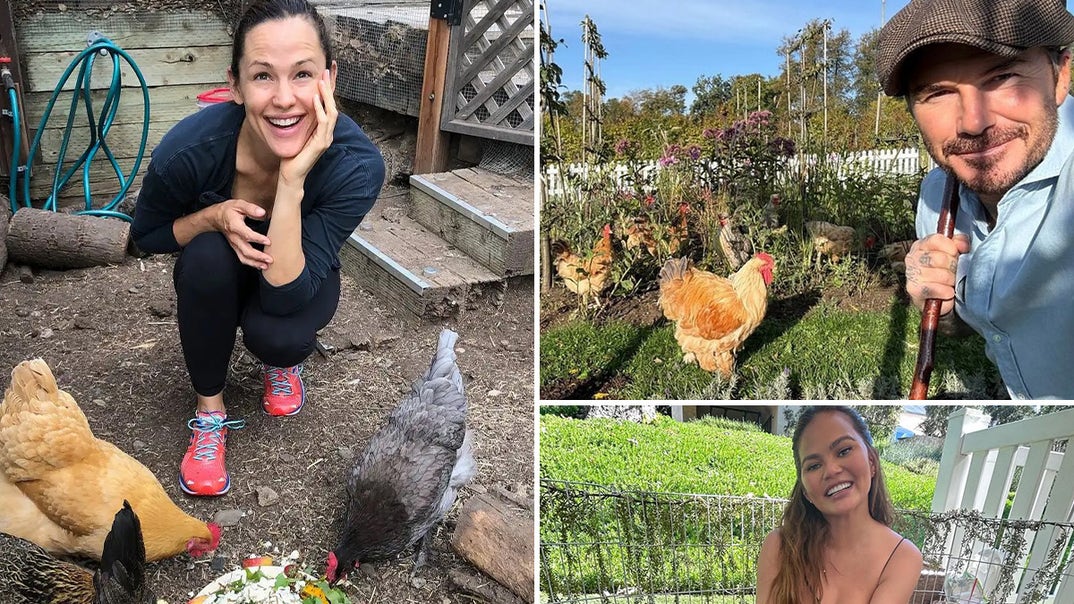 1125-Stars-With-Chickens-PRIMARY