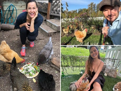 1125-Stars-With-Chickens-PRIMARY