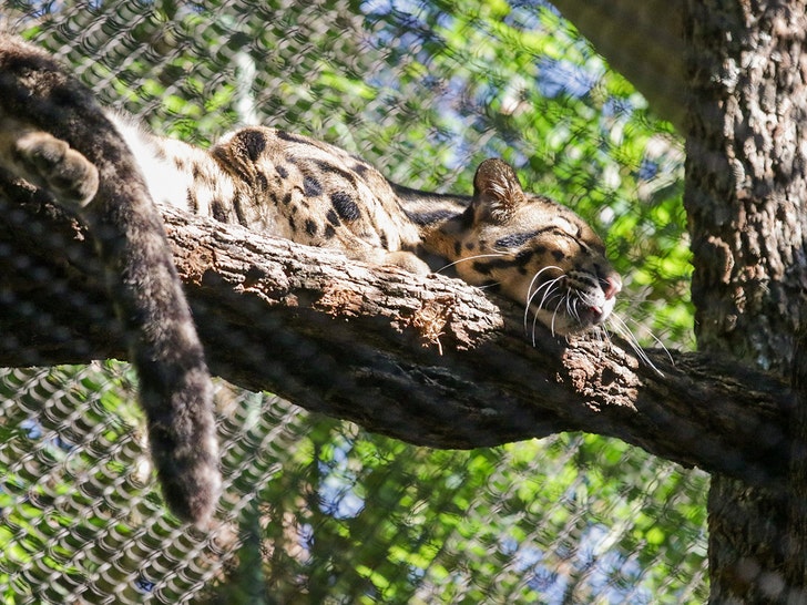 2 Monkeys Are Apparently Taken From Dallas Zoo in Latest Bizarre Incident -  The New York Times