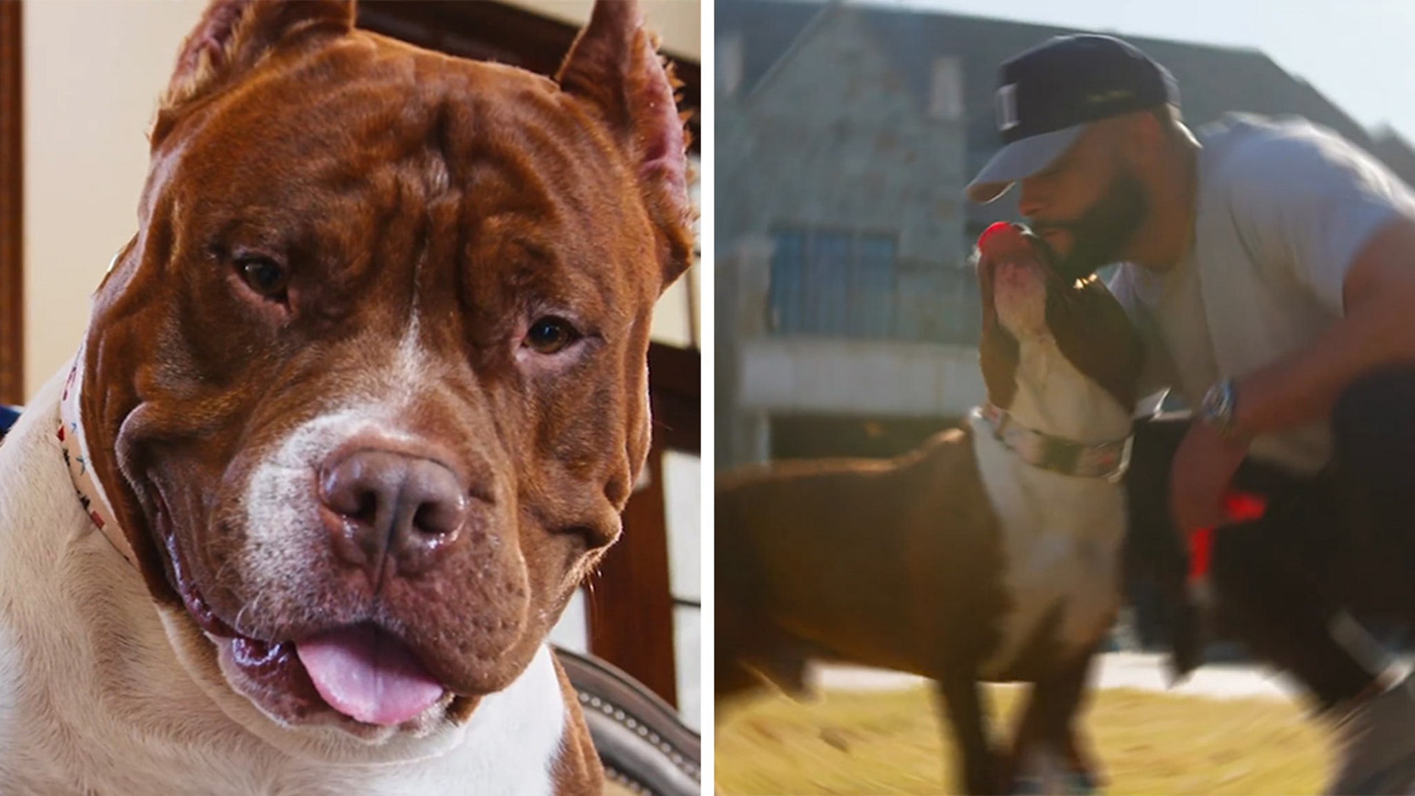 Dak Prescott s Dog Stars In Commercial Four Years After Neighbor Attack