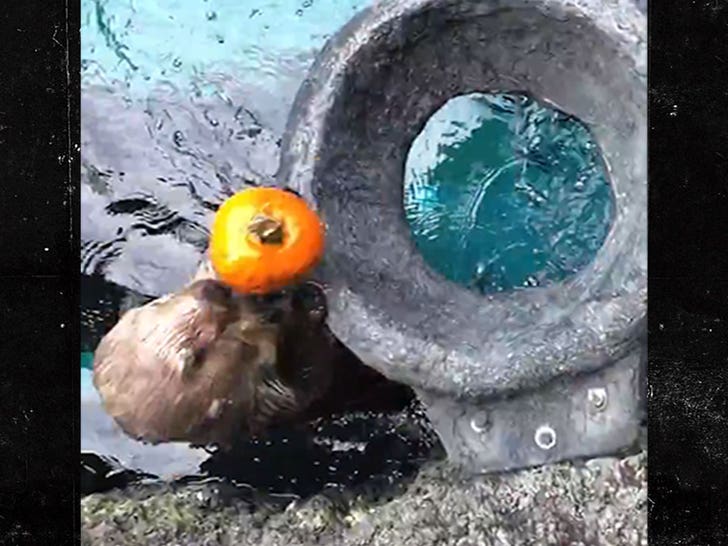 Otter plays with pumpkin