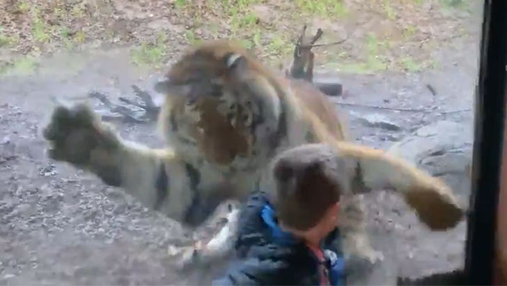 Dublin Zoo Tiger Stalks And Lunges At Boy From Inside Enclosure