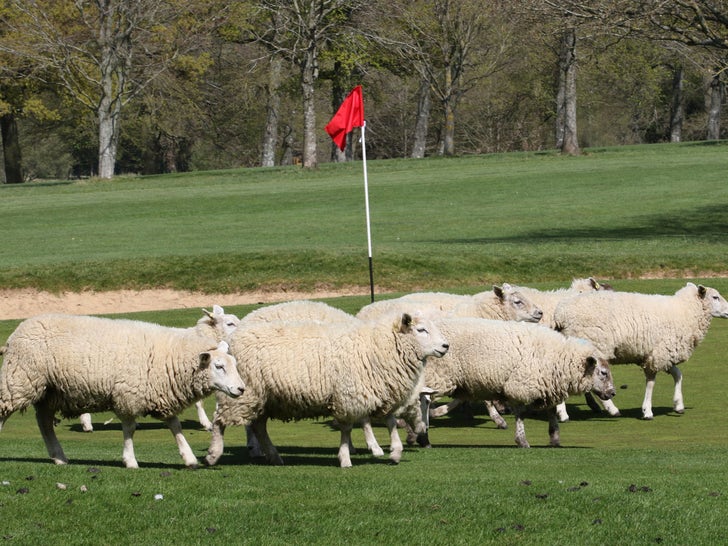 Sheep Take Over As Greenskeepers On English Golf Course