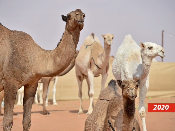 King Abdulaziz Camel Festival 2020