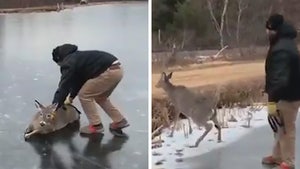 Man Saves Deer Stranded in Frozen Reservoir, Rescue on Video