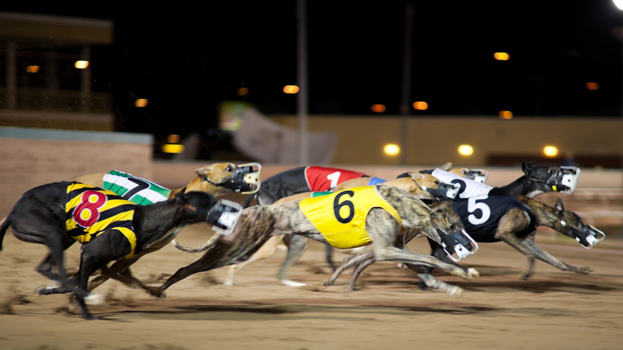 Race Dog Tests Positive For Meth, Trainer Disqualified
