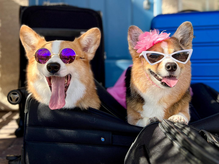 Hammy And Olivia The Corgis Together