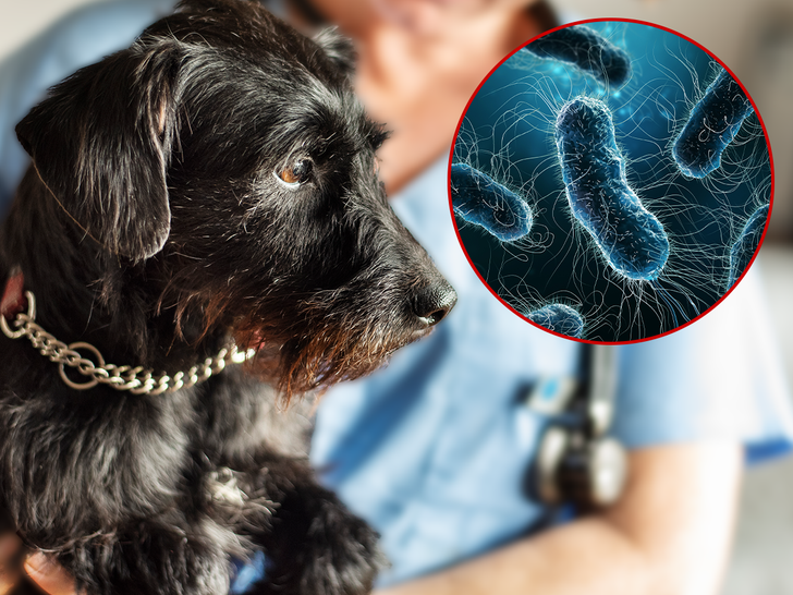veterinário de bactérias para cães -
