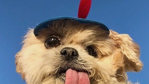 Marnie the Dog, Famous Tongue-Out Pup, Dies at 18