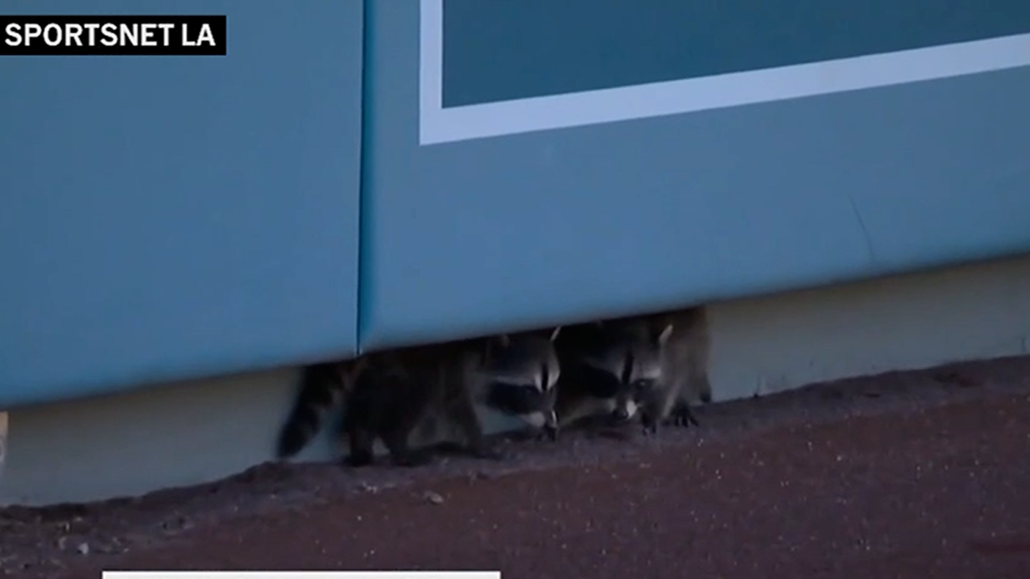 Baby Raccoons Adorably Invade Dodgers Game