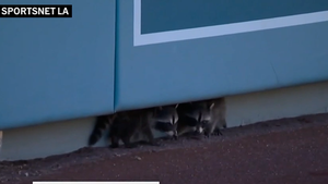 070826_dodger_stadium_raccoons_primary