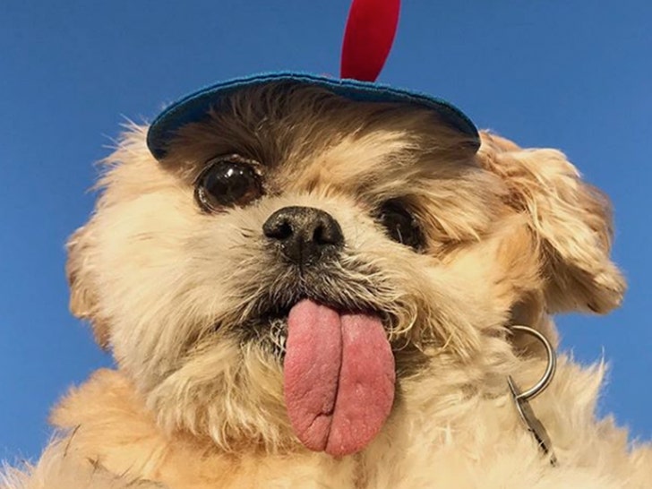 Dog Sticking Tongue Out Meme - Captions Trend Today