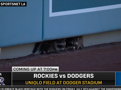 070826_dodger_stadium_raccoons_primary