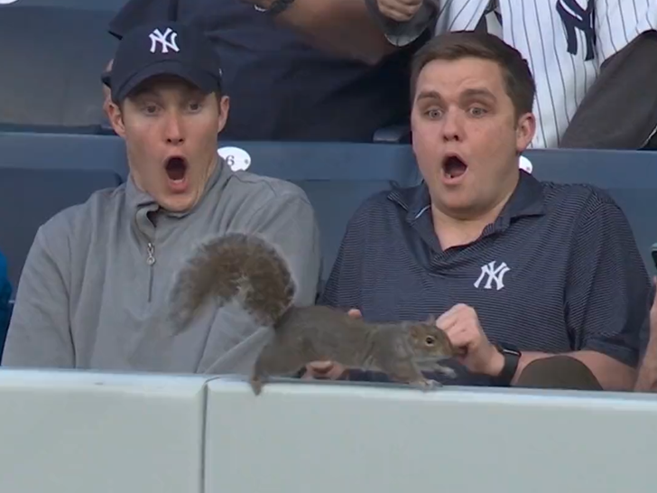 yankee squirrel