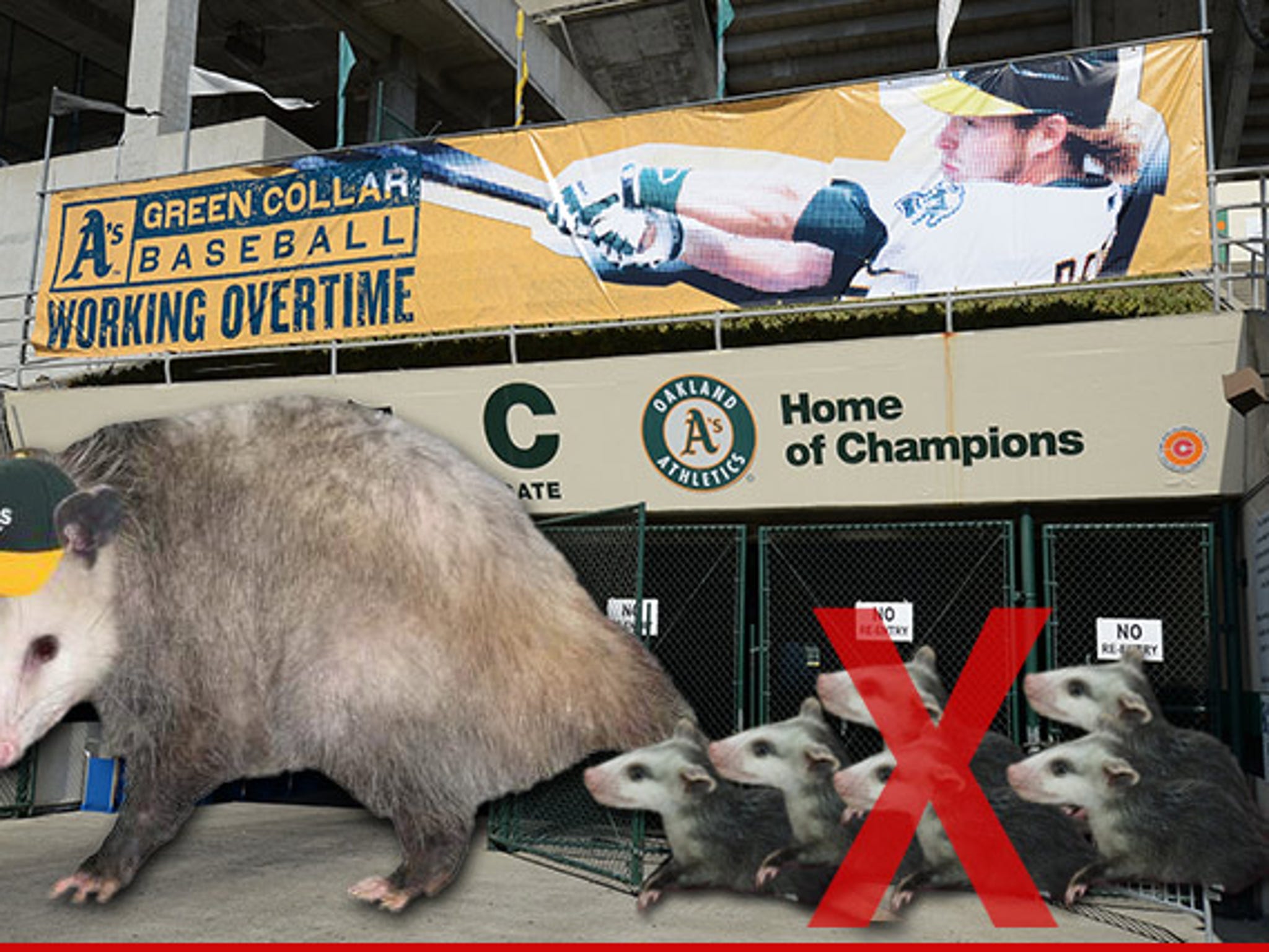 A's situation in Oakland is so bad even the opossums have stayed away