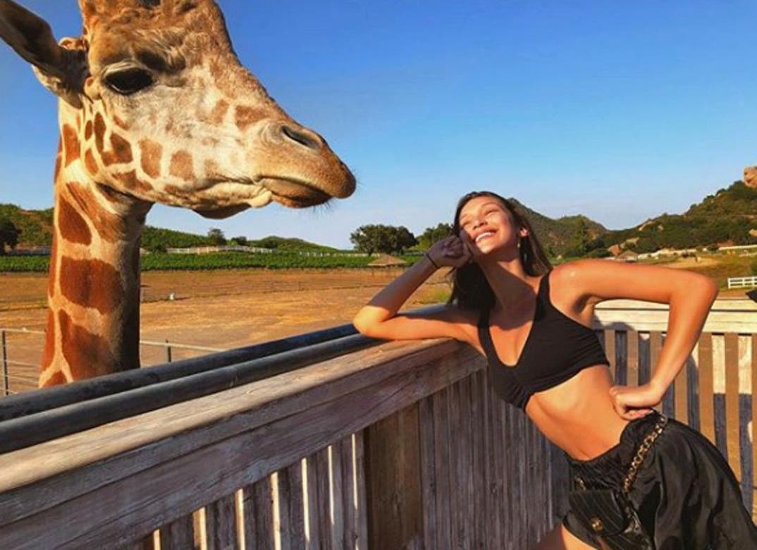 Bella Hadid