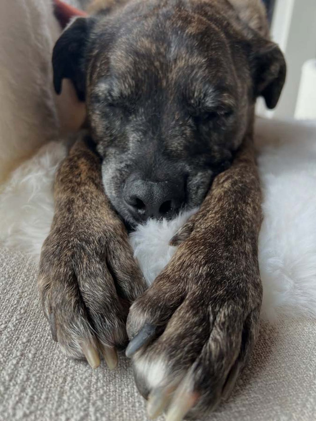 Lindsey Vonn dog