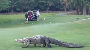 Huge Gator Missing A Foot Invades Florida Golf Course