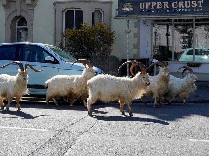 Goats Take Over Town in Wales