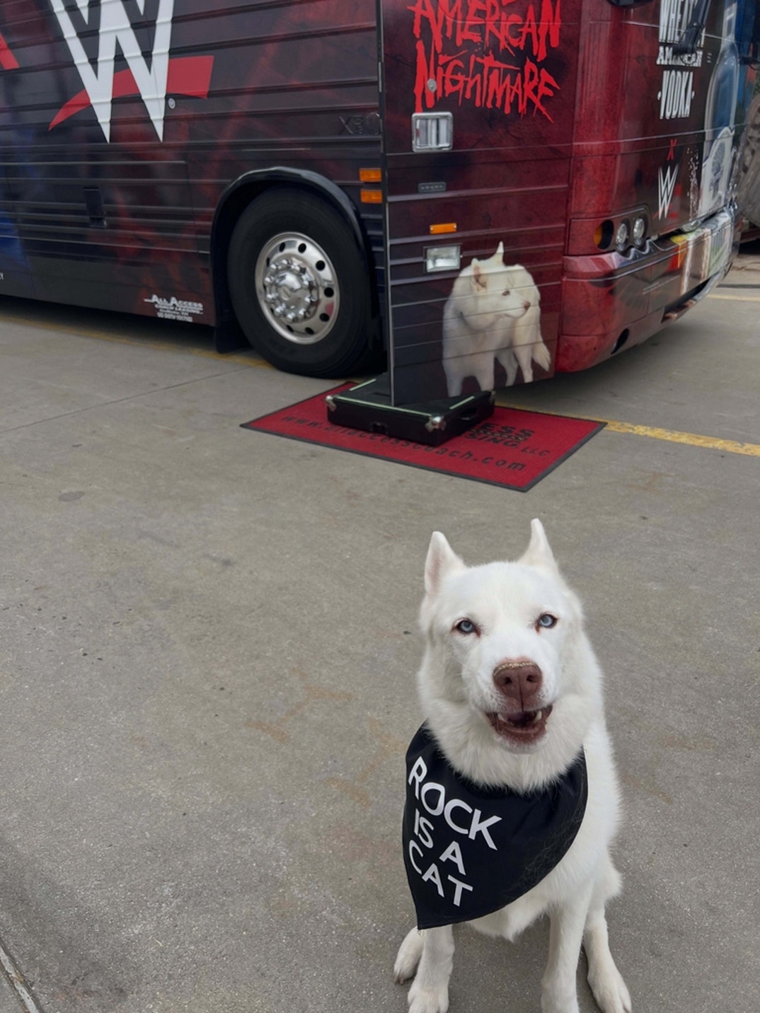 Cody Rhodes Dog 6