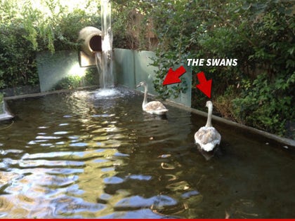 1224_lisa_vanderpump_swans_article_twitter