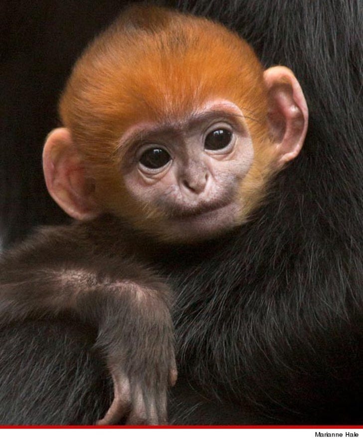 San Francisco Giants -- Zoo Names Good Luck Monkey After :: 1031-sergio-mokey-main-2